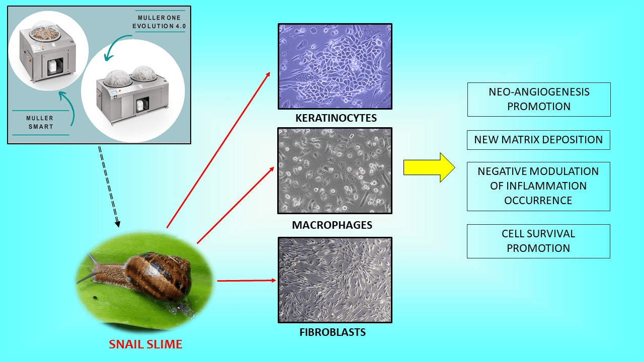 How Snails Inspire Healing and Resilience in a Fast World
